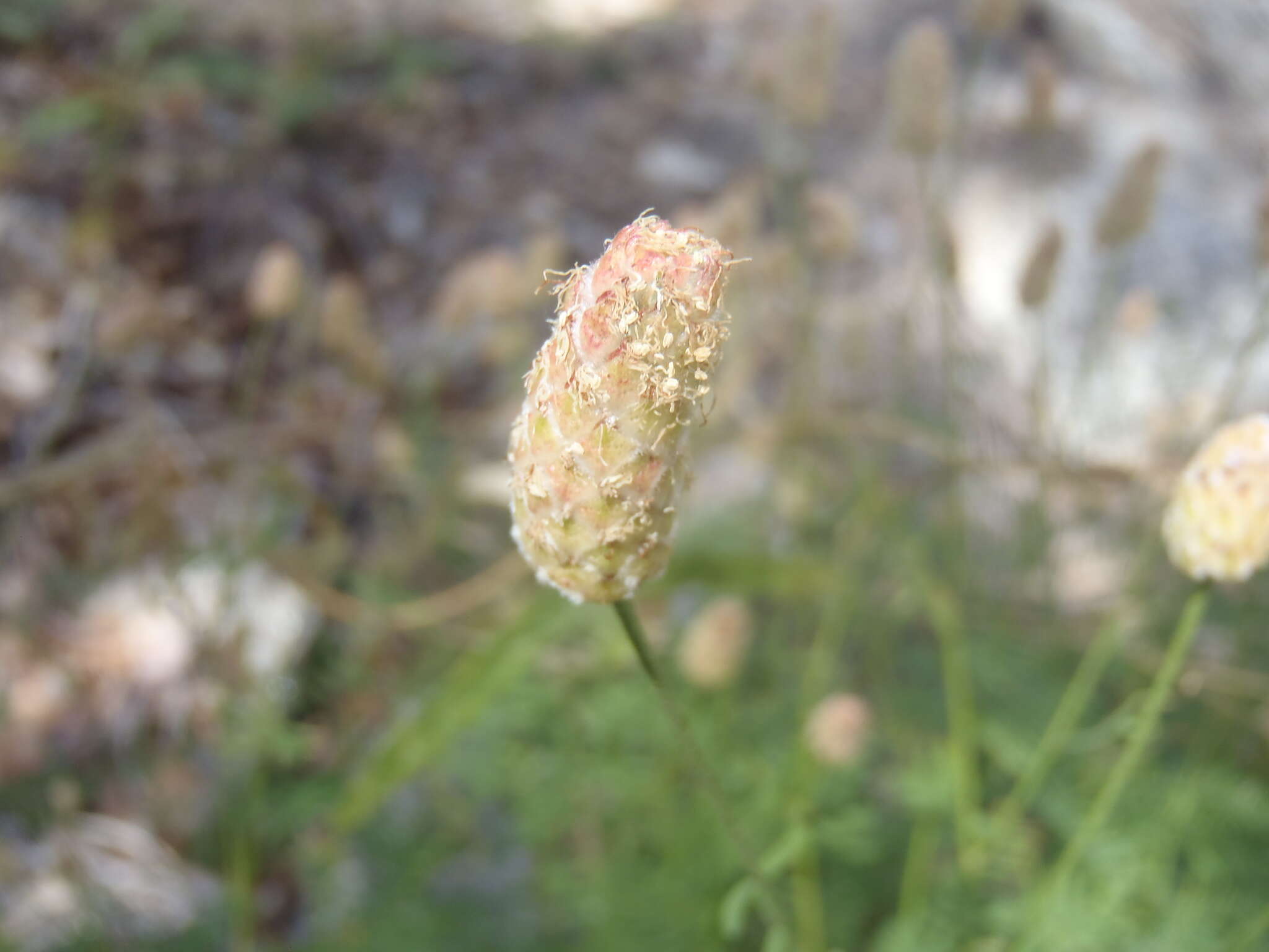 Image of Lumholtz's prairie clover