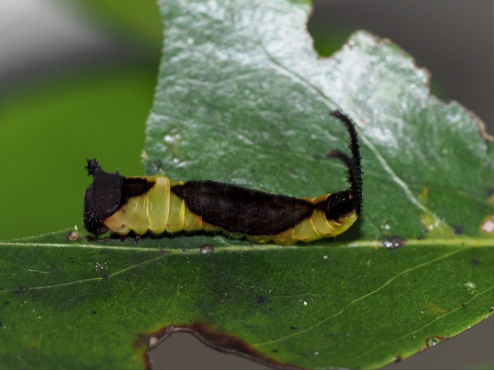 Image of Kamalia multipunctata