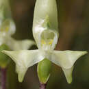 Image of Disperis bolusiana subsp. macrocorys (Rolfe) J. C. Manning