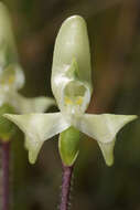 Image of Disperis bolusiana subsp. macrocorys (Rolfe) J. C. Manning