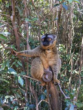 Imagem de Eulemur fulvus (É. Geoffroy Saint-Hilaire 1796)