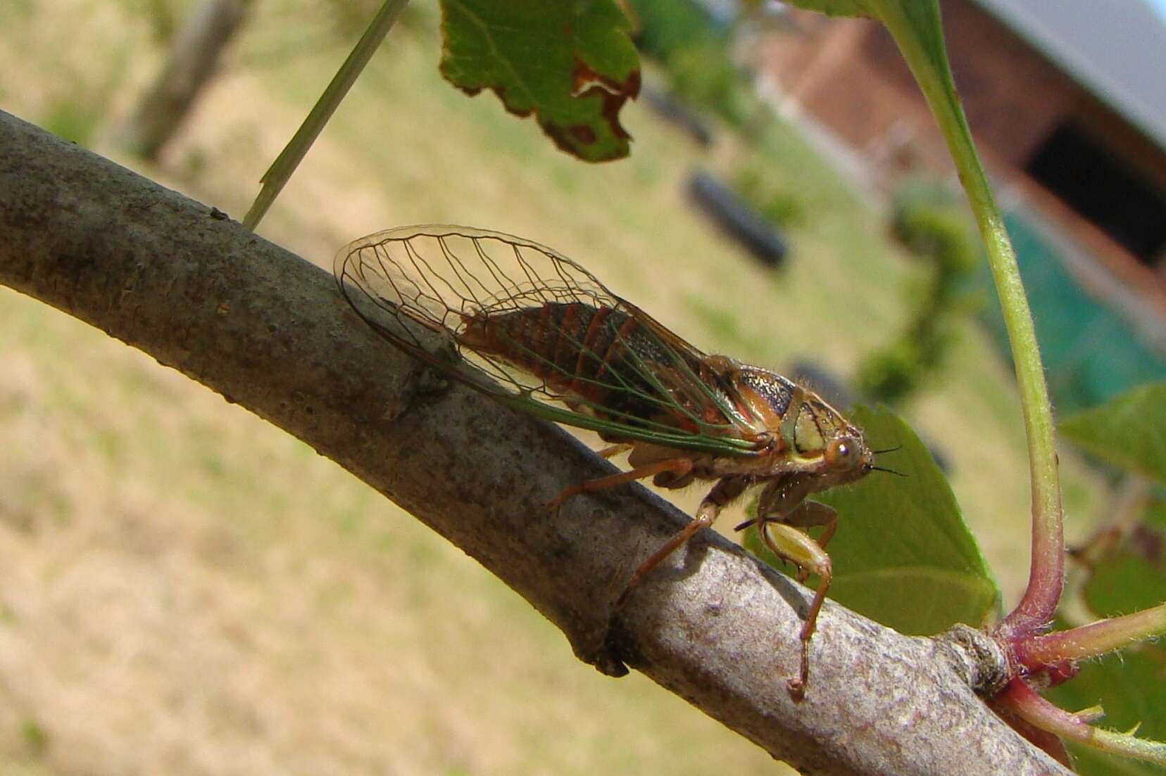 Image of blood redtail cicada