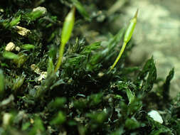 Image of racomitrium moss