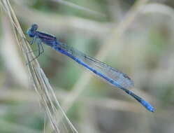 Image of Enallagma semicirculare Selys 1876