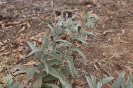 Image of Late weed