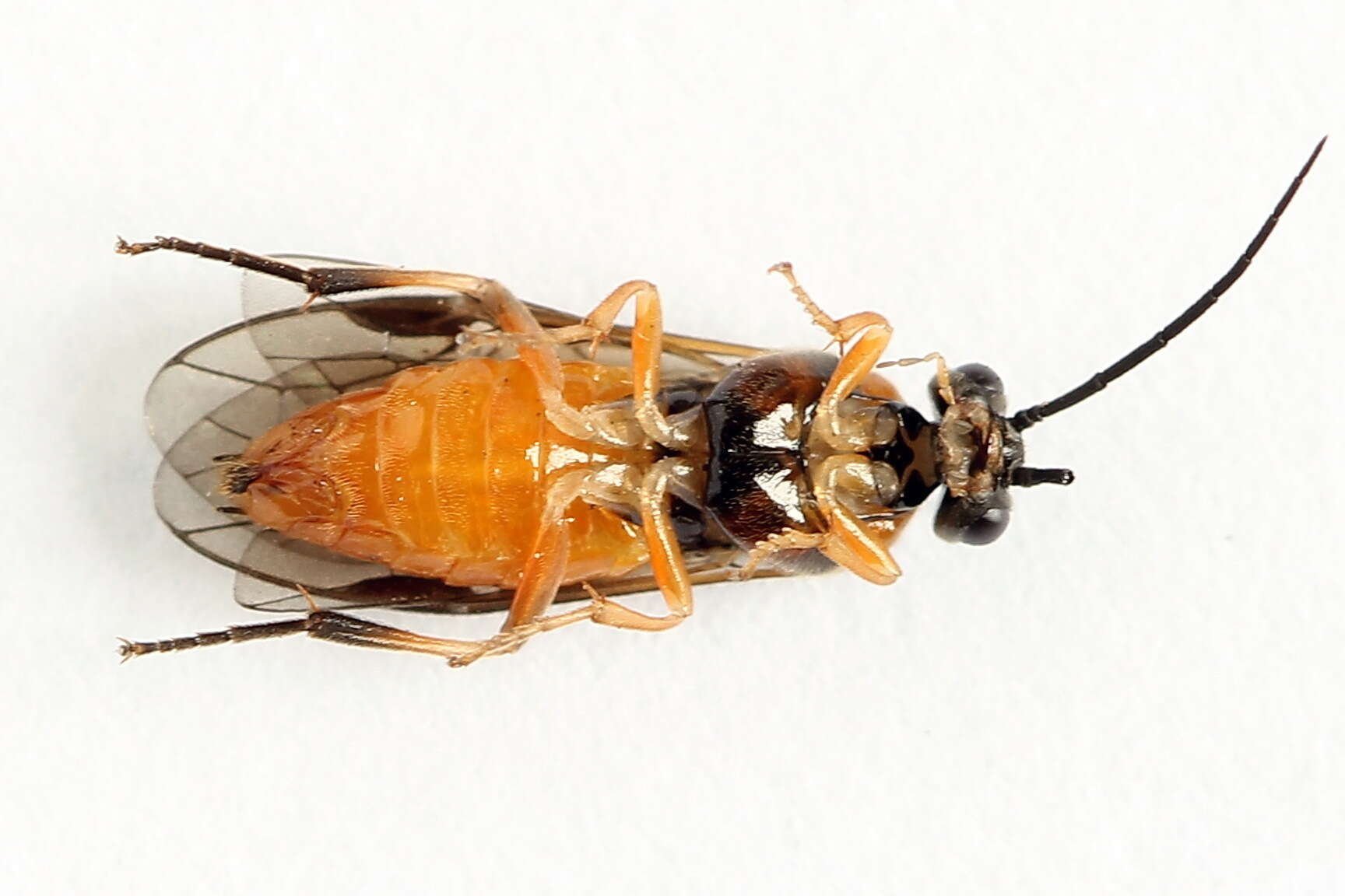 Image of <i>Nematus umbratus</i>