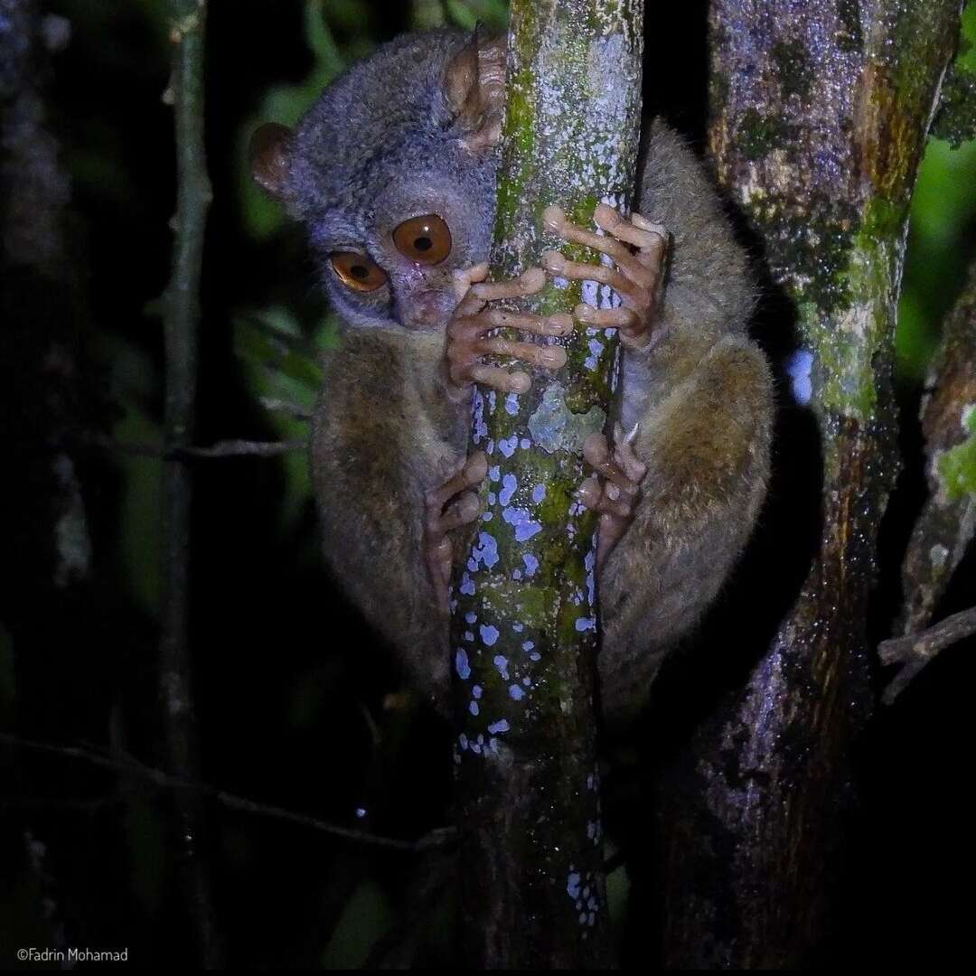 Image of Sangihe island tarsier