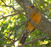 Image of Turdus olivaceus olivaceus Linnaeus 1766