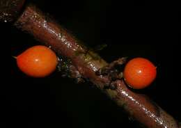 Image of Daphnopsis granitica Pruski & Barringer