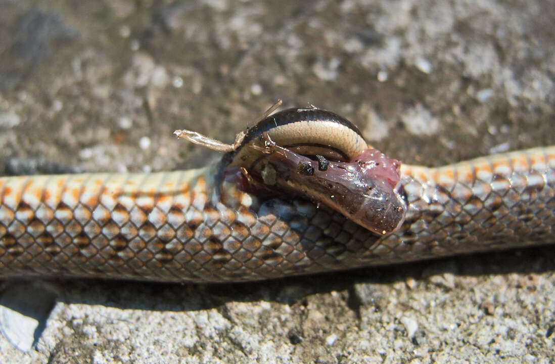 Dolichophis caspius (Gmelin 1789)的圖片