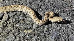 Image of Slender Hognose Viper