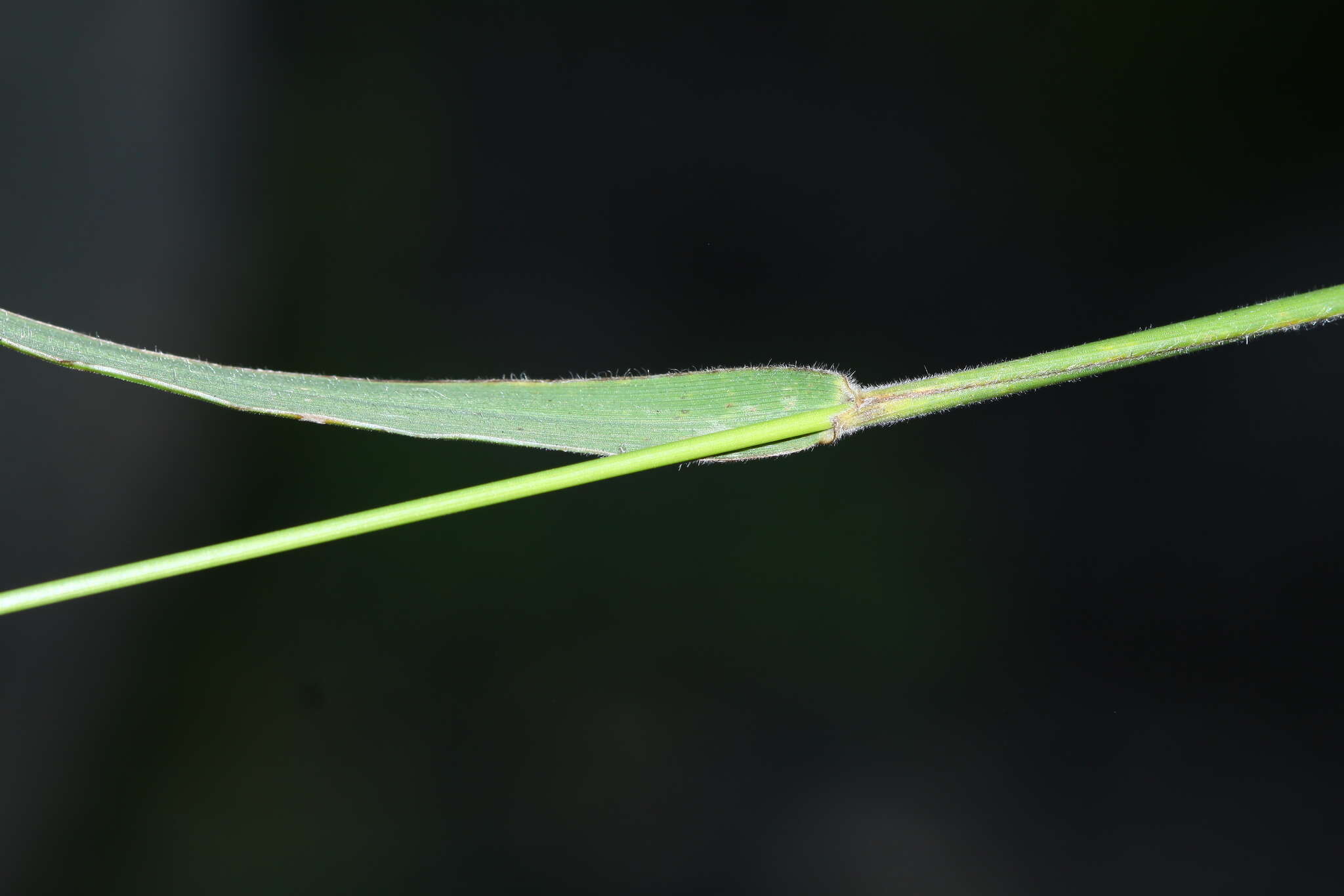 Слика од Elymus gmelinii (Trin.) Tzvelev