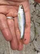 Image of Blacktail shiner