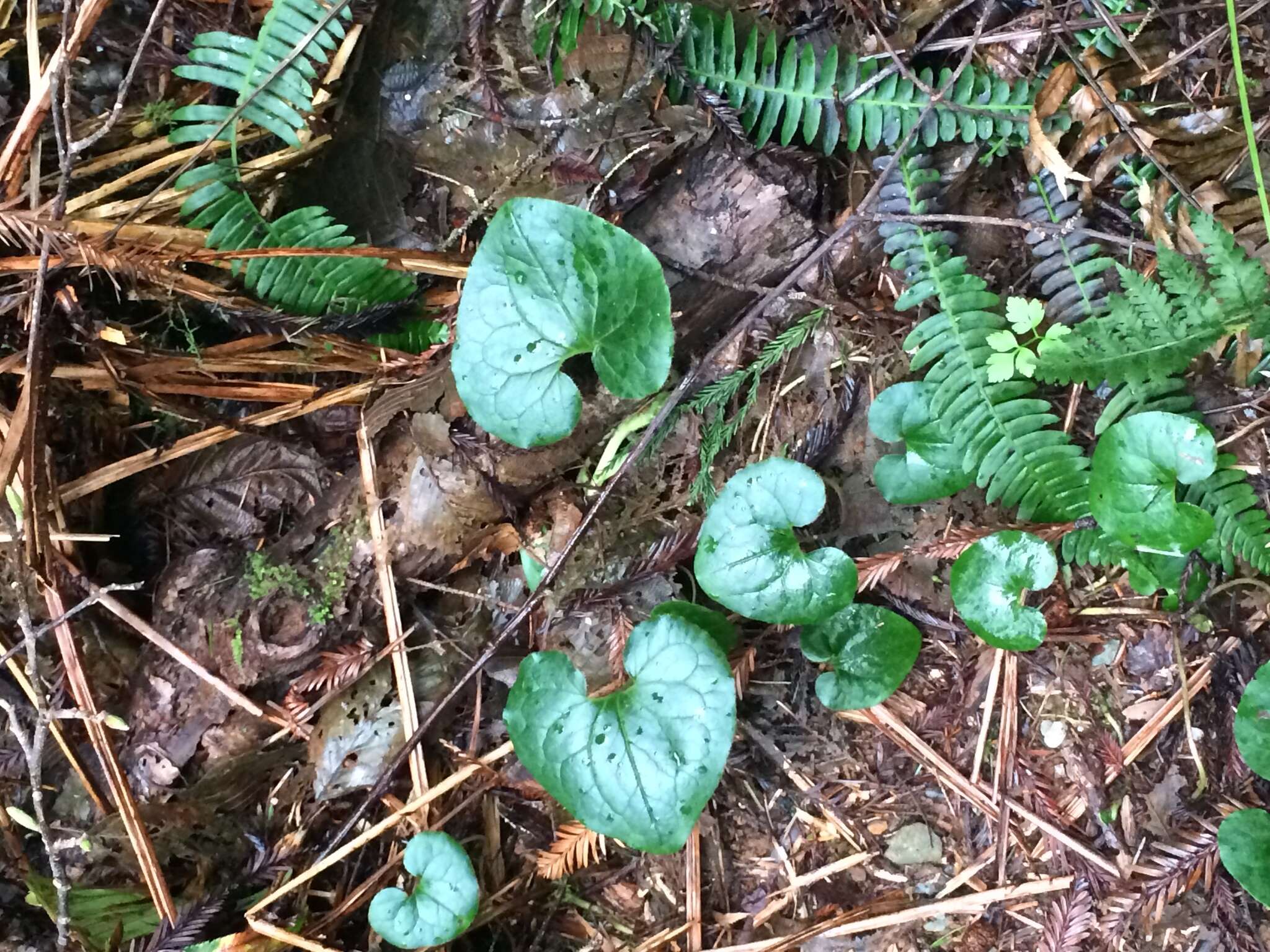 Image of British Columbia wildginger