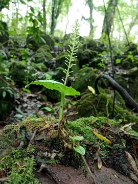 Image of Malaxis maianthemifolia Cham. & Schltdl.