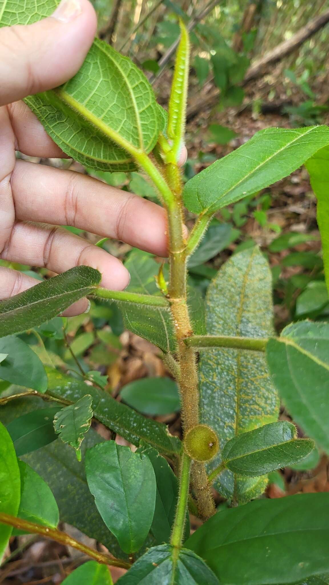 Image of Ficus aurata (Miq.) Miq.