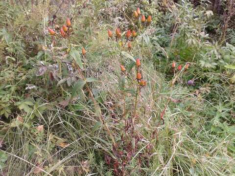 Image of Hypericum ascyron subsp. gebleri (Ledeb.) N. Robson