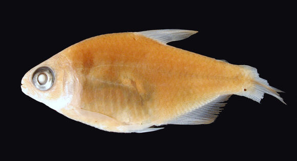 Image of <i>Hyphessobrycon balbus</i> Myers 1927