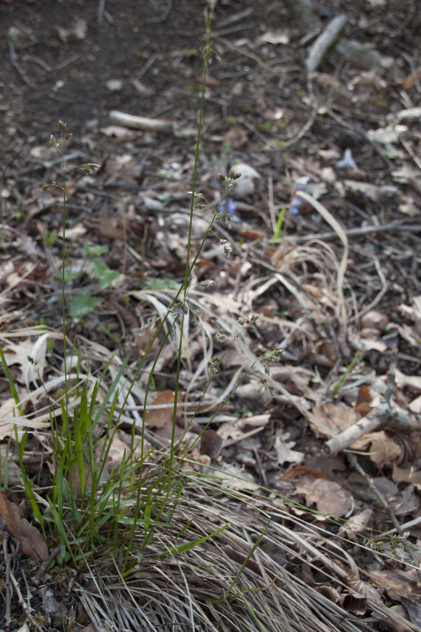 Image of Anthoxanthum australe (Schrad.) Veldkamp