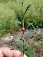 Image of Indigofera linifolia (L. fil.) Retz.