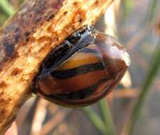 Image of Vittina natalensis