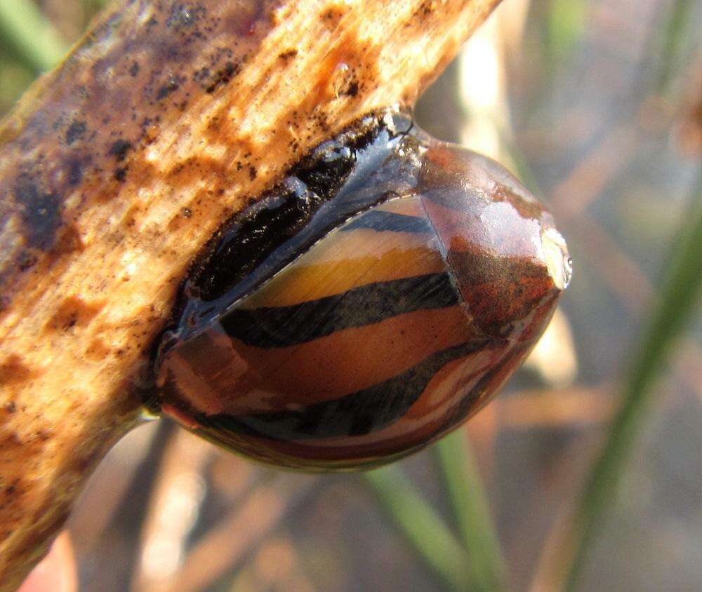 Image of Vittina natalensis