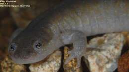 Image of Chinese Salamander