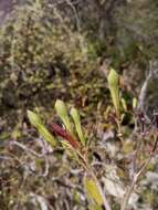 صورة Ruellia geayi (Benoist) E. A. Tripp