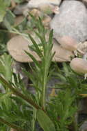 Слика од Leucanthemum coronopifolium subsp. coronopifolium