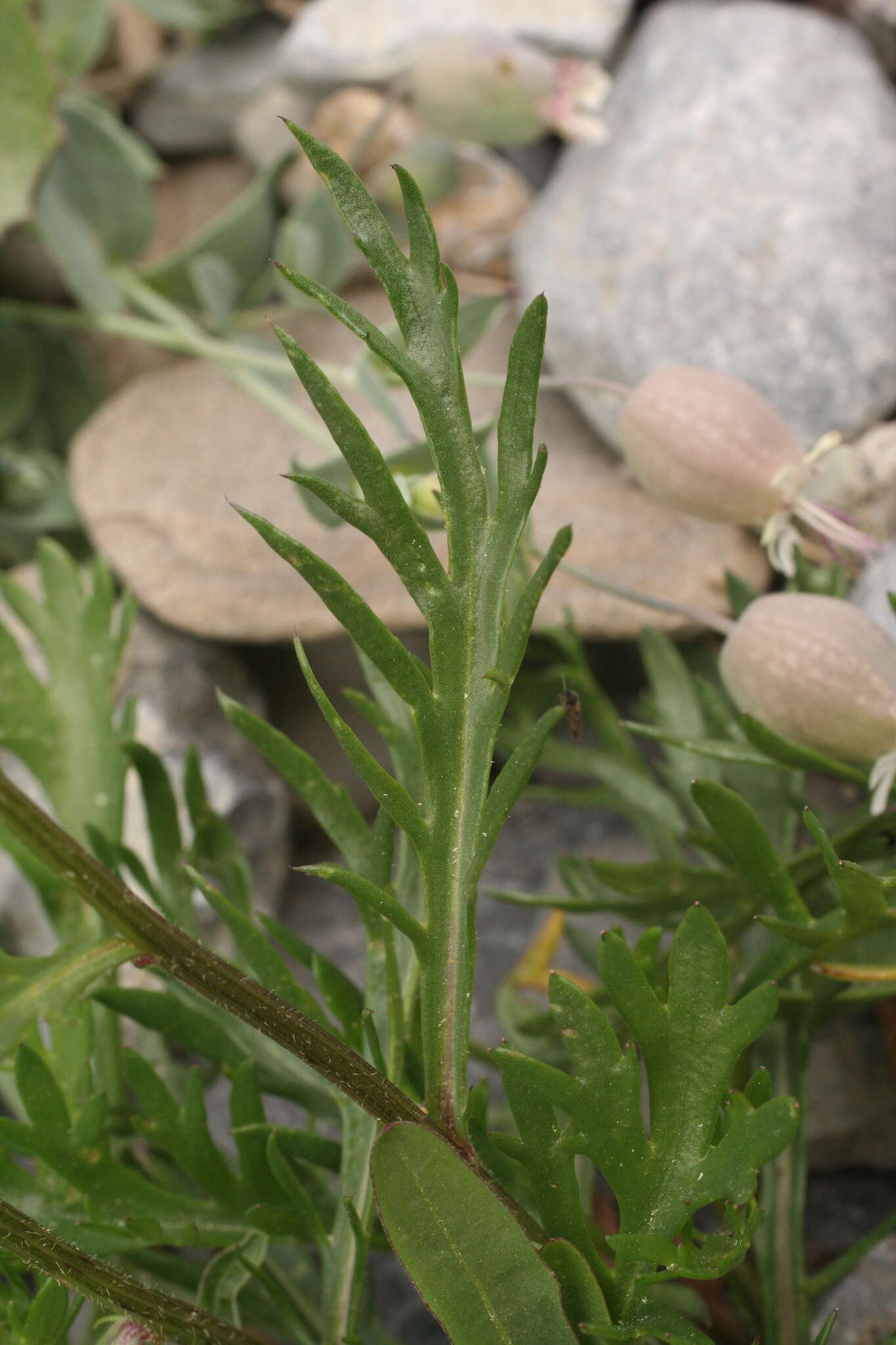 Image of Leucanthemum coronopifolium subsp. coronopifolium