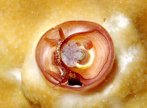 Image of Petaloconchus keenae Hadfield & Kay 1972