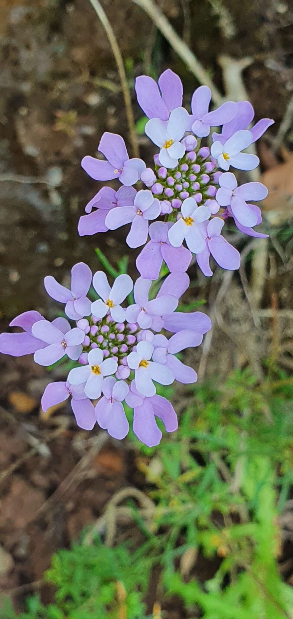 Plancia ëd Iberis ciliata All.