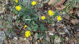 Image of hawkweed oxtongue