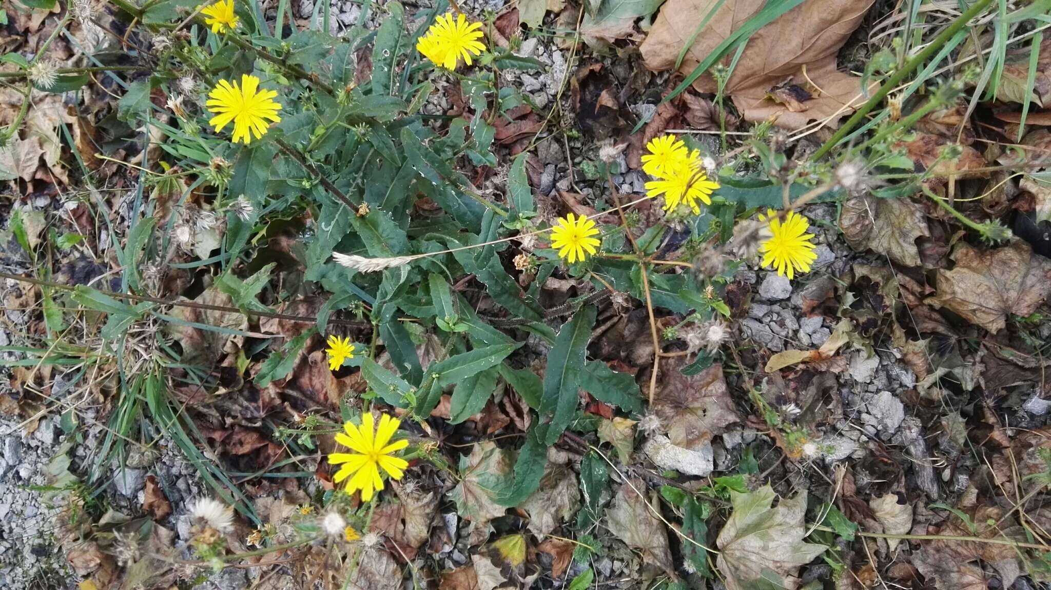 Image of hawkweed oxtongue