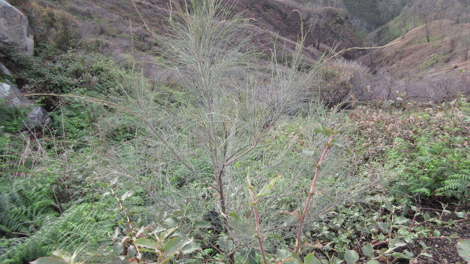 Image of Casuarina junghuhniana Miq.