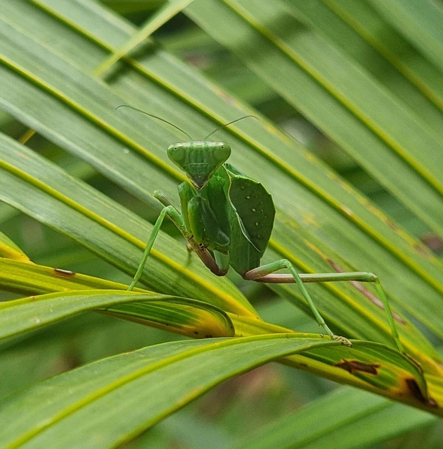 Image of African mantis