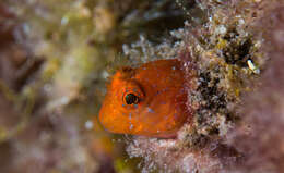 Image of Red Blenny