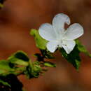 Sivun Pavonia leptocalyx (Sond.) Ulbr. kuva
