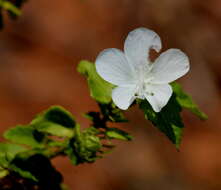 Imagem de Pavonia leptocalyx (Sond.) Ulbr.