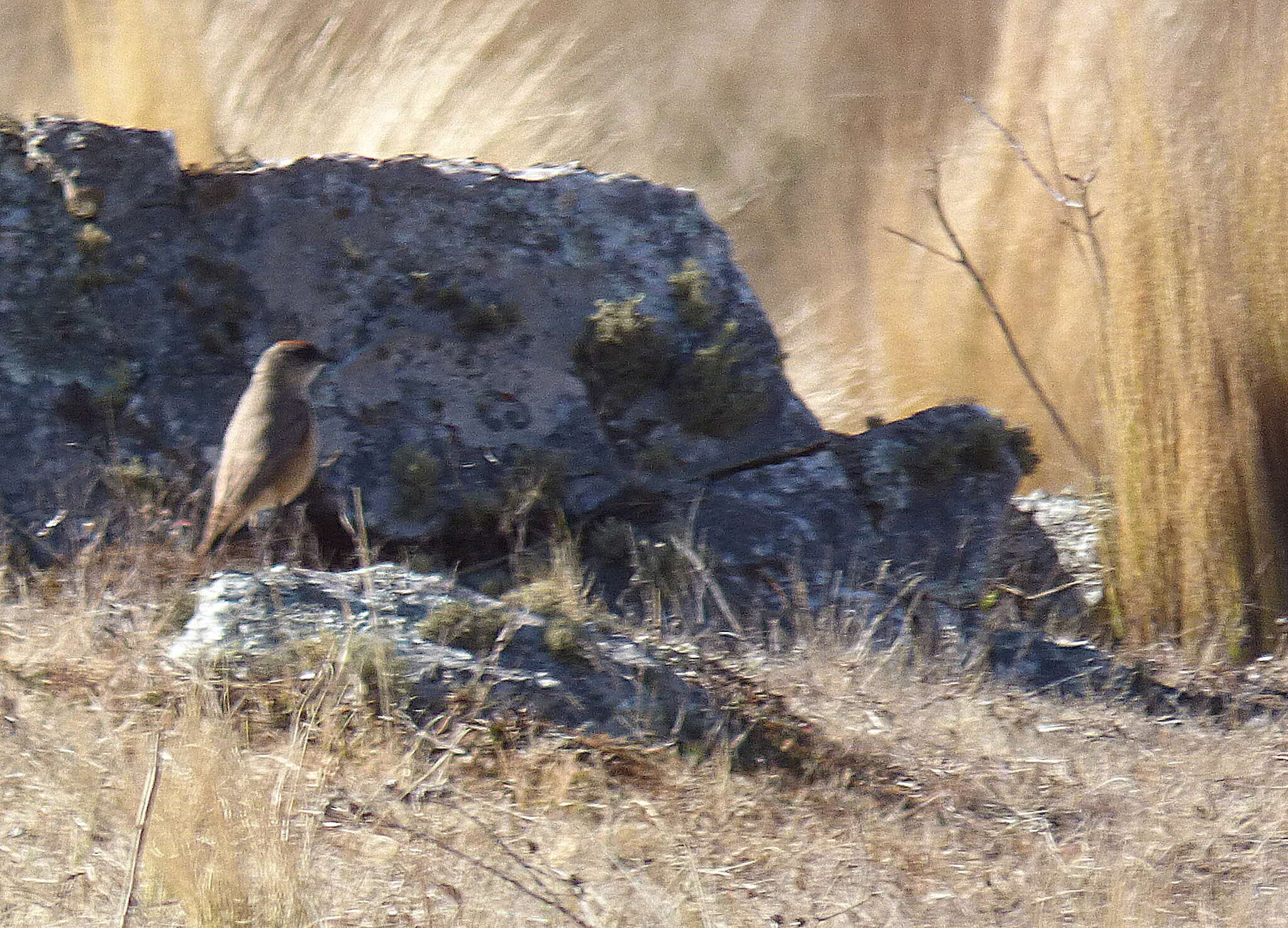 Image of Cinnamon-bellied Ground Tyrant