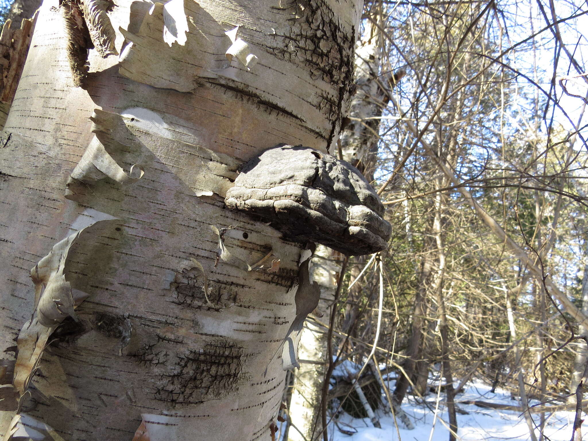 Image de Fomes fomentarius (L.) Fr.