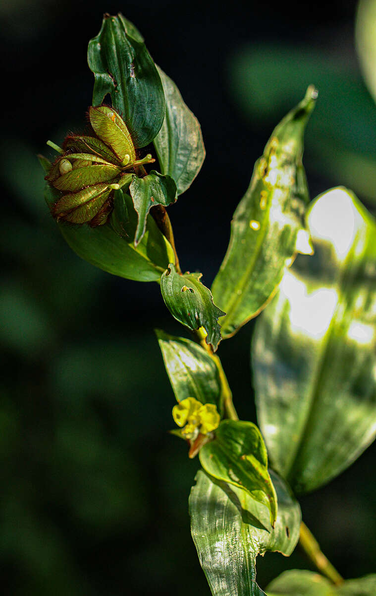 Sivun Commelina capitata Benth. kuva