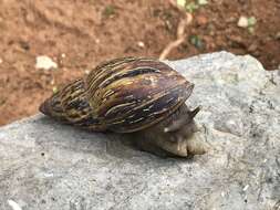 Image de Lissachatina zanzibarica