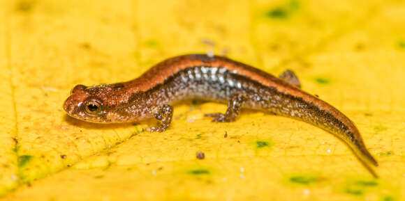 Image of Seepage Salamander