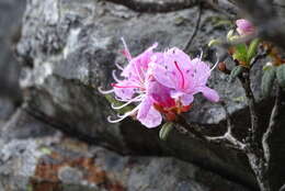 Imagem de Rhododendron rubropilosum var. taiwanalpinum (Ohwi) S. S. Ying