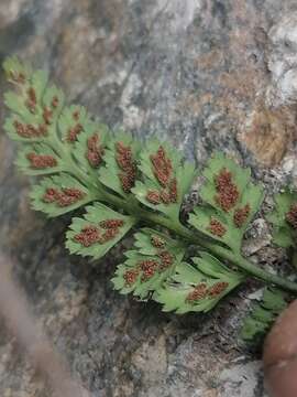 Image de Asplenium altajense (Komar.) Grubov