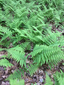 Image of eastern hayscented fern