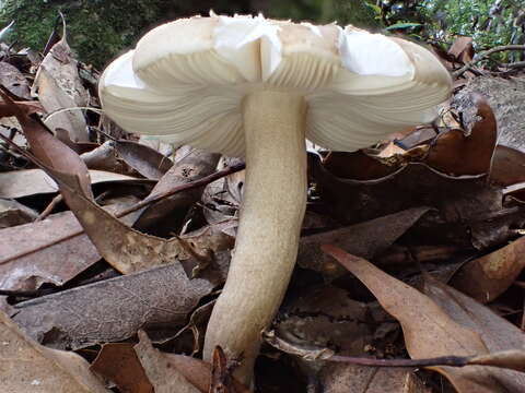 Image of Russula castanopsidis Hongo 1973