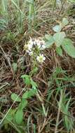 Image de Aster panduratus Nees ex Walp.