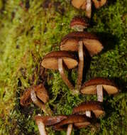 Image of Psathyrella echinata (Cleland) Grgur. 1997